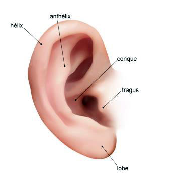 Chirurgie des oreilles décollées ou otoplastie à Paris - Dr Ozil schéma